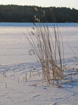 阳光粉末冰冻雪湖冬季风景细节的矿床瑞典斯德哥尔摩小路图片