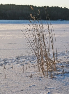 阳光粉末冰冻雪湖冬季风景细节的矿床瑞典斯德哥尔摩小路图片