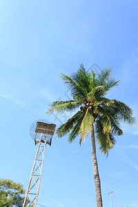 配有椰子树和蓝天空的广播塔上市夏天海滩图片