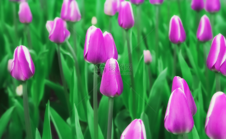 美丽的郁金香花朵图片