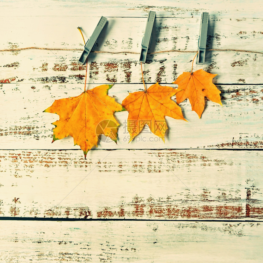 黄色的植物浅叶子在木板上的秋幕背景平面顶视图复制空间假期图片