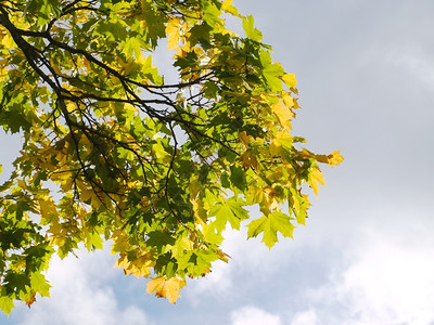 颜色公园秋天的风景与青木树枝对抗云彩天空金子图片