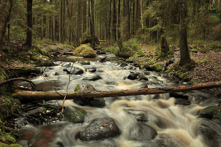 在快速森林河流上滚动美丽的石头溅图片