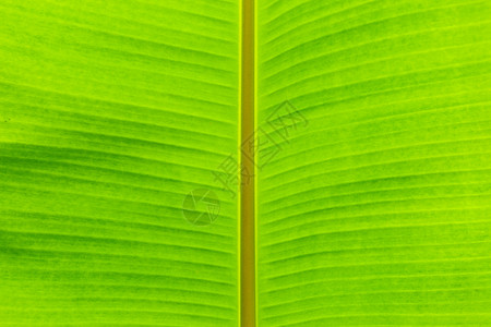 植物学细节生活绿香蕉叶热带棕榈树布料背景图片