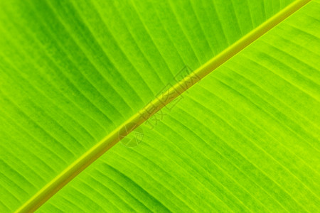 有机的森林充满活力绿香蕉叶热带棕榈树布料背景图片