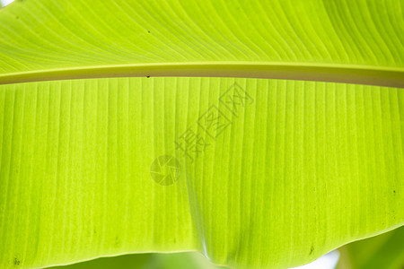 绿香蕉叶热带棕榈树布料背景绿色新鲜的充满活力图片