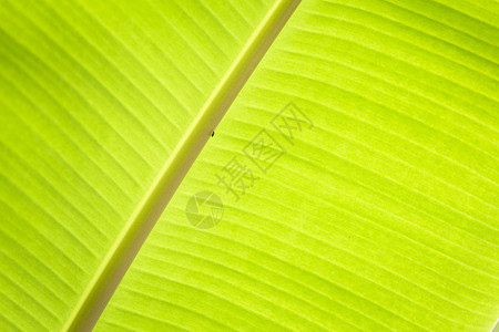 抽象的绿香蕉叶热带棕榈树布料背景植物学季节图片