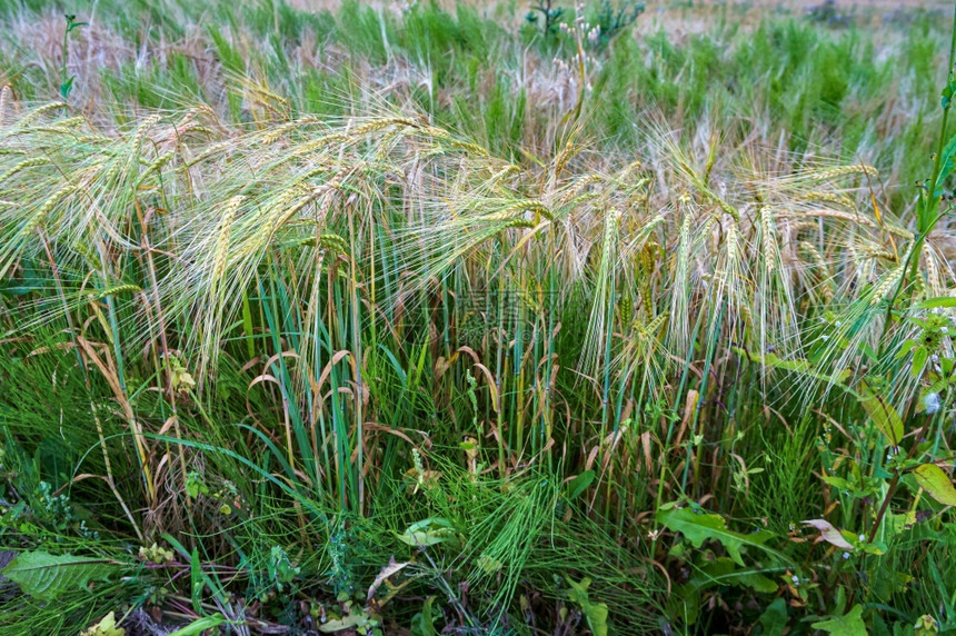 播种蛴螬成熟的黑麦穗田地里种着黑麦田地里种着黑麦成熟的穗食物图片