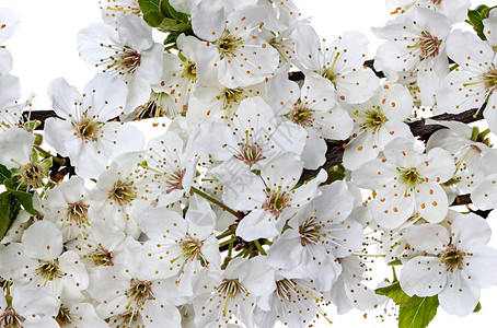 植物学开花的苹果枝春天复活节图片