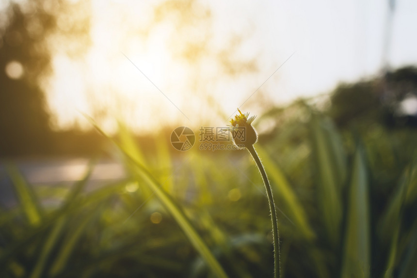 生态花园绿色叶含模糊背景概念场图片