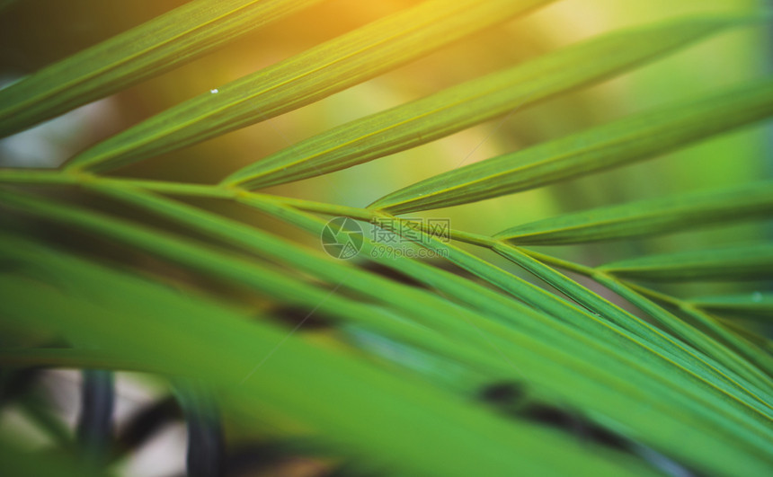 柔软的绿色叶含模糊背景概念阳光季节图片