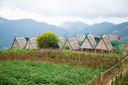 农耕区和山上居住的农业及宅在农耕附近种植谷稻田图片