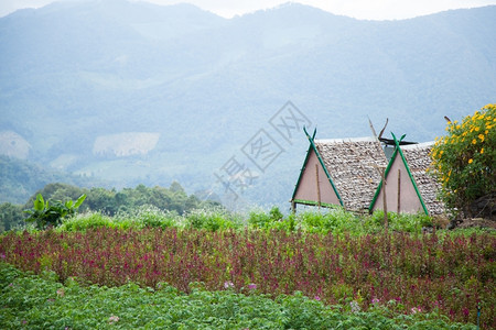 自然农耕区和山上居住的农业及宅在农耕附近种植村生长图片