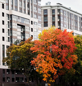 户外变色季节现代建筑背景下的黄红秋树图片
