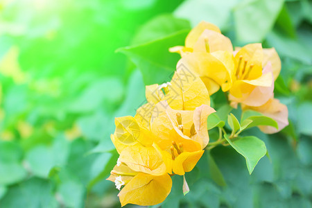 黄色三角梅黄花的软焦点贴近夏天植物群草背景