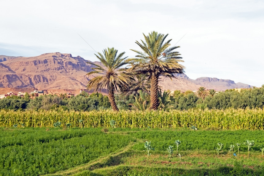 绿色植物户外摩洛哥沙漠中的绿洲非摩洛哥图片