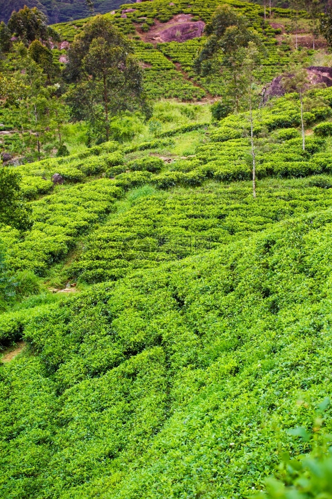 谷乡村的春天锡兰茶叶种植园图片