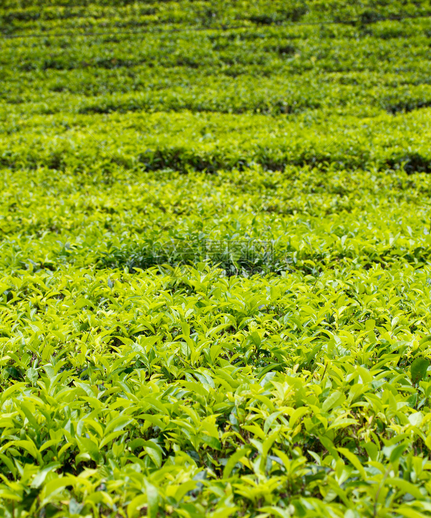 高的呸德米特罗茶叶种植园图片