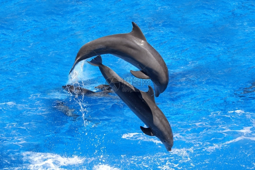 海中跳跃的两只海豚图片