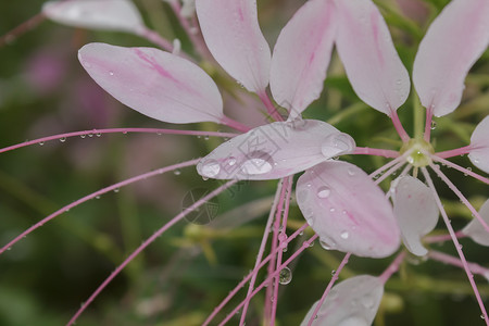 花朵夏天粉红上的水滴瓣图片