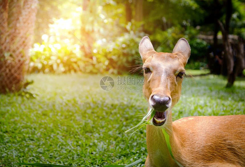 生活夏天有鹿角的羚羊躺在绿色花园里图片