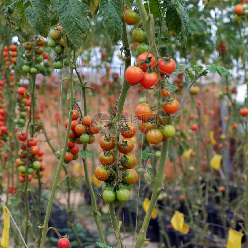越南DaLat安全蔬菜农场红番茄加高技术农业温室惊人的番茄花园以提供安全食物制作种植园越南的图片