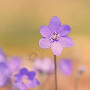 蓝色的春花美丽开在森林中第一朵小花黑白热血球细节季图片