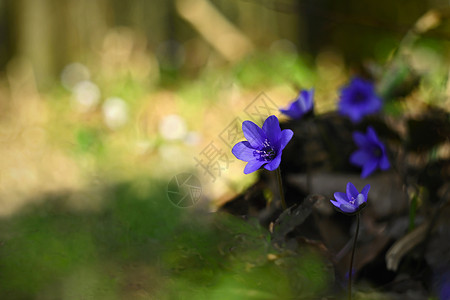 细节植物花的春美丽开在森林中第一朵小花黑白热血球图片