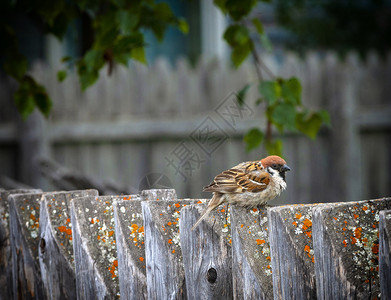 白色的过路人麻雀坐在花园的栅栏上雀科背景图片