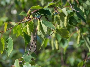 卡通片Birch花粉Birch树枝上的花粉库新鲜天图片