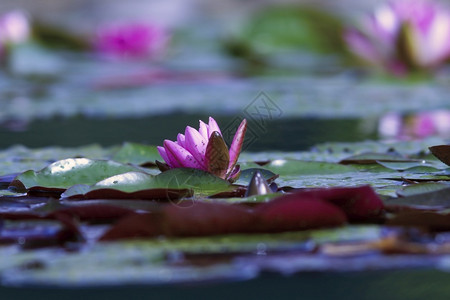 池塘里盛开的莲花图片