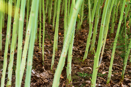 加里宁格勒油菜田土壤茎农业土壤茎农业田蓝色的美丽图片