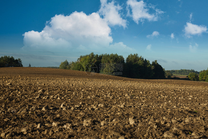 松树9月波兰的白云蓝天空下9月View水平视图横向PollandPlusining环境行业图片