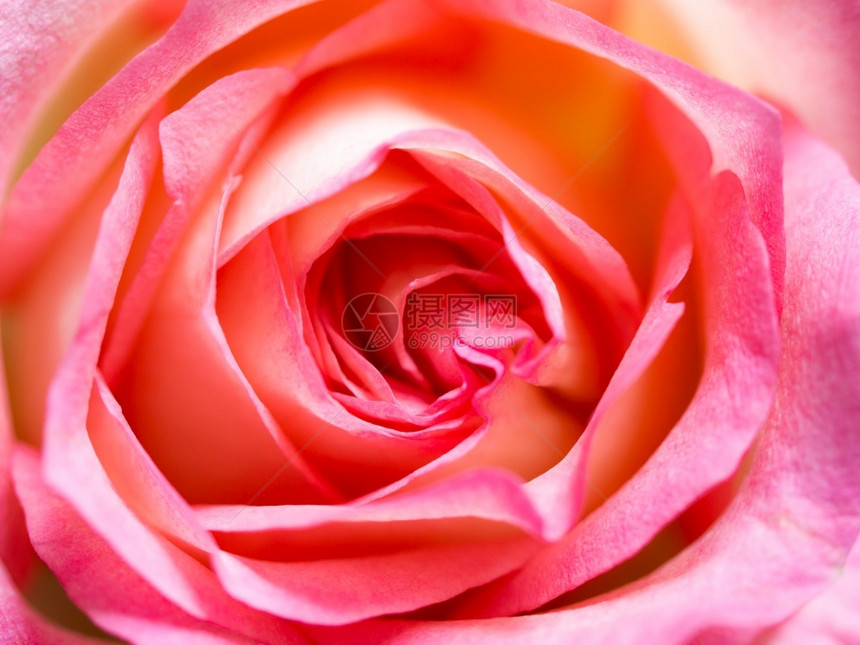 特别的粉红色玫瑰花瓣背景纹理的柔软模糊焦点紧闭美丽的玫瑰花朵背景纹理粉彩色的图片