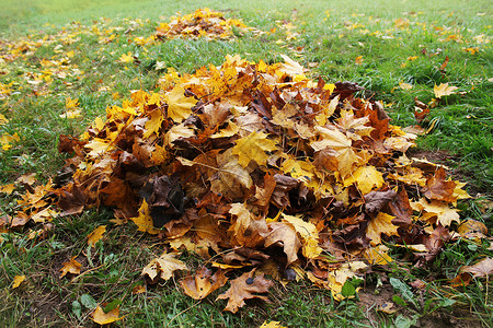 秋天公园的落叶堆秋天背景院子花园移动图片