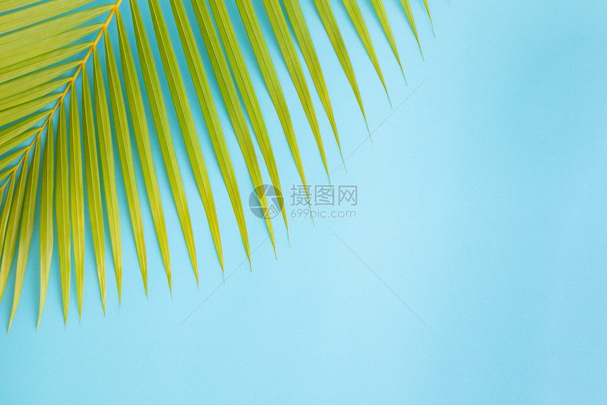 生活蓝色背景的平面相片椰子叶顶部视图和复制空间用于对产品进行补装时尚平坦的图片