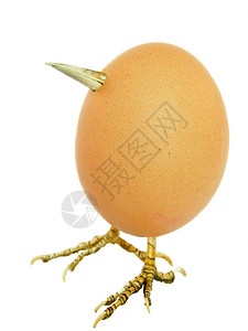 蛋白破裂鸡像鸟一样有腿和嘴的鸡蛋在白色背景上被孤立蛋白质图片