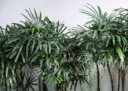 屋精益求绿色RhapisExperts的背景热带树叶或花园中的棕榈树图片