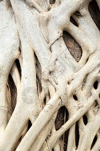 网络树根的看起来要重叠树根当为主的年龄时树干图片