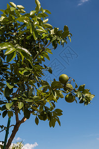 蓝色的植被维他命绿色柠檬在树上挂生蓝天在后宫图片