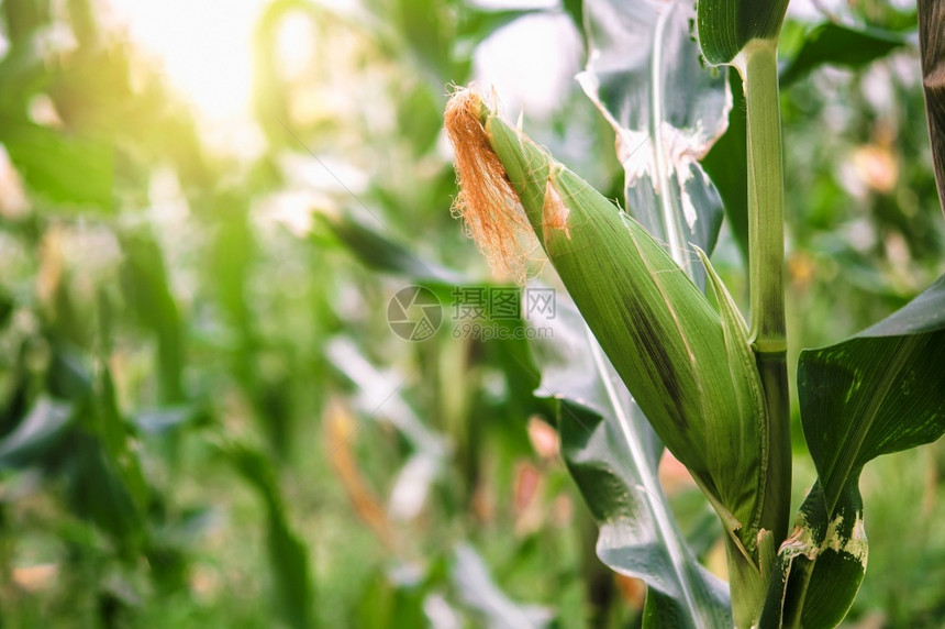 田里有新鲜的玉米植物户外甜图片