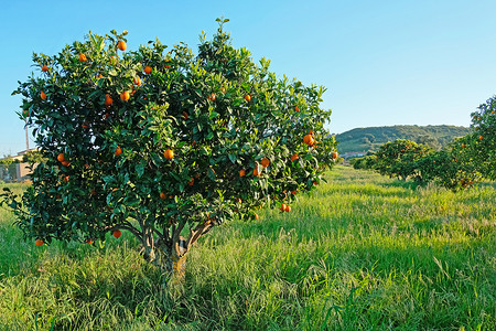 农场里的橘子树图片