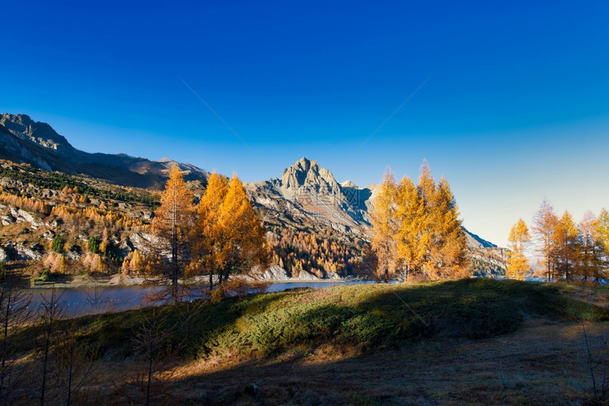 木头桑克特莫里茨瑞士阿尔卑斯山附近恩加丁谷的美丽秋天风景森林马洛亚图片