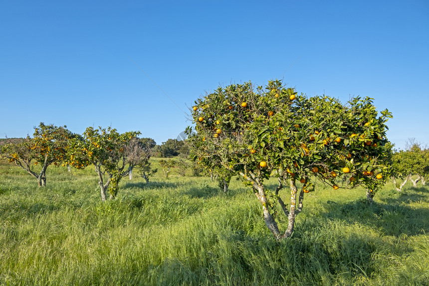 橙果郁葱葡萄牙农村的橘子树橙成熟图片