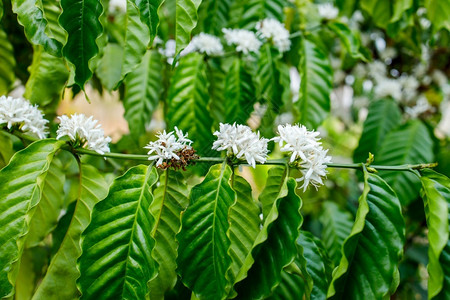 自然春天盛开在树上放的咖啡花图片