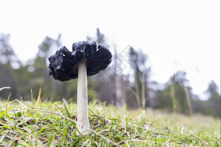 花的生物林中树丛环绕着木的拖鞋凳蔬菜图片