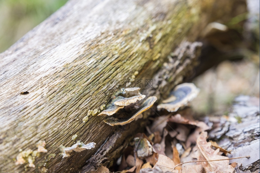 树上出奇异的蘑菇蔬菜棕色树干图片