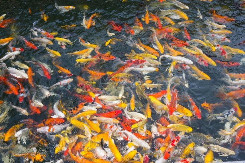 锦鲤科伊鱼在池塘上积极游泳水池日本人图片