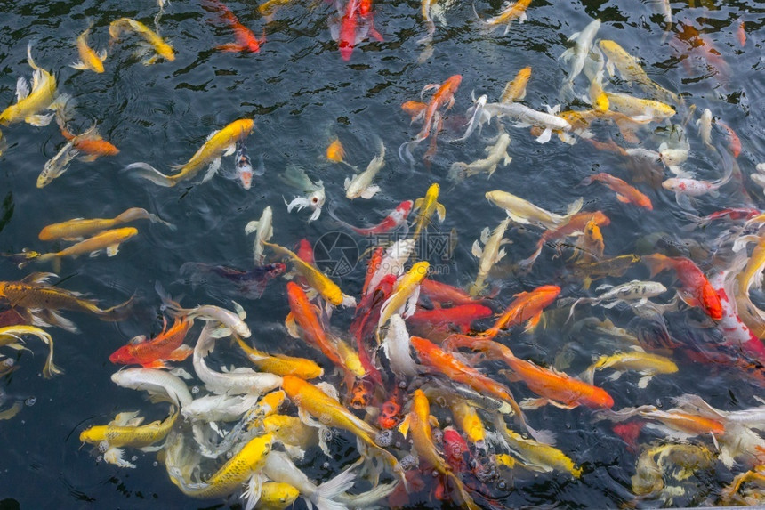 多样科伊鱼在池塘上积极游泳东方的花园图片