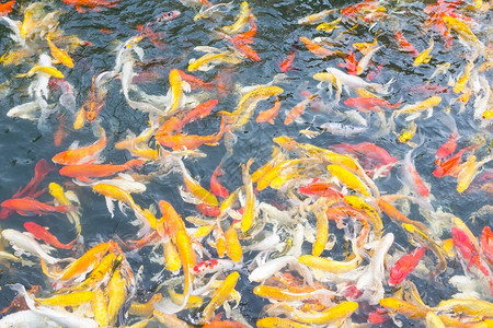 野生动物多样科伊鱼在池塘上积极游泳金的背景图片